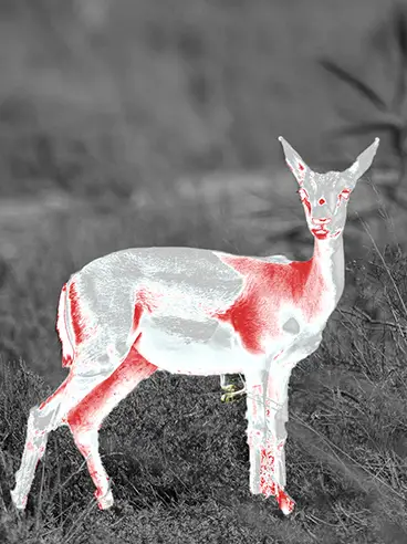 Un cher avec un cher en imagerie thermique filtre pour la page pourquoi choisir la collection d’imagerie thermique de Binock